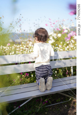夢コスモス園 お花を眺める幼児 夢コスモス園 お花を眺める幼児 77409286