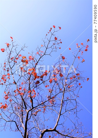 花水木の紅葉の写真素材