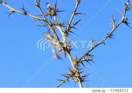 Dry Prickly Plant Against Blue Sky, Nature Backround, Survival, Space fot Text Dry Prickly Plant Against Blue Sky, Nature Backround, Survival, Space fot Text 77409721