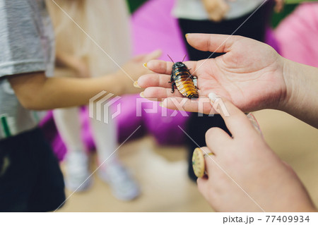 Beautiful huge Madagascar Hissing Cockroach crawls on human hand. Beautiful huge Madagascar Hissing Cockroach crawls on human hand. 77409934