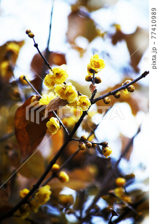 咲き始めた、ロウバイの花 咲き始めた、ロウバイの花 77410989