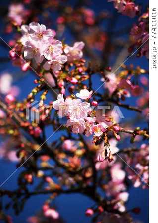 桜 河津桜の開花 桜 河津桜の開花 77411016