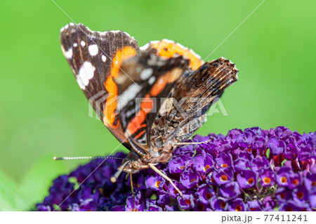 Red Admiral, Vanessa atalanta, butterflies on Buddleja flower or butterfly bush 77411241