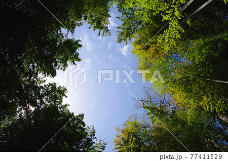 静岡県伊豆市、修善寺、晴天、竹林の小径 77411529