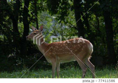 夏の森のエゾシカ 77411586