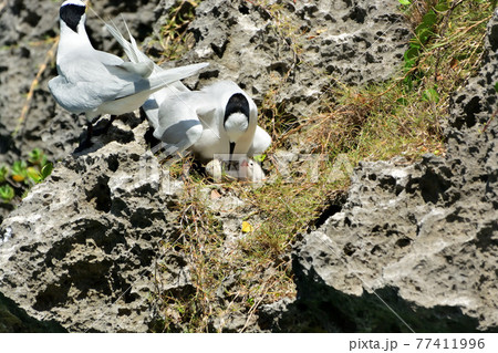 エリグロアジサシ 77411996