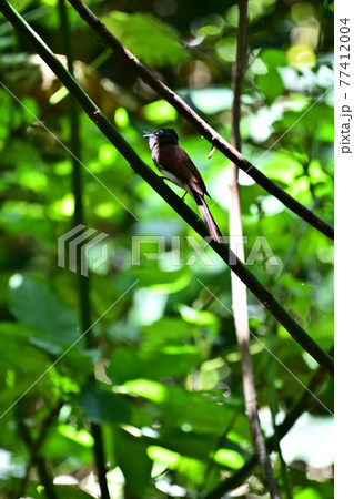 サンコウチョウ雌 77412004