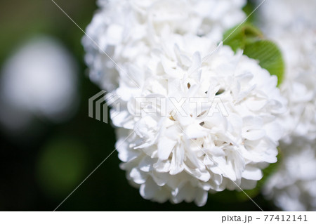 満開のオオデマリの花 満開のオオデマリの花 77412141