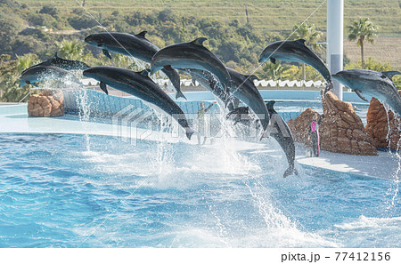 イルカショー。イルカのジャンプ。の写真素材 [77412156] - PIXTA