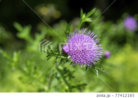 野に咲くアザミの花の写真素材