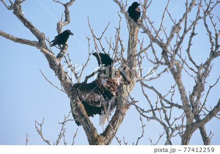 密猟されたオオワシ(北海道・標津町) 密猟されたオオワシ(北海道・標津町) 77412259