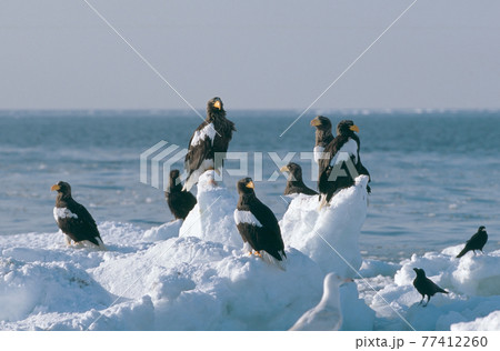 流氷上に群れるオオワシ(北海道・知床) 流氷上に群れるオオワシ(北海道・知床) 77412260