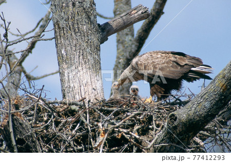 ヒナに餌を与えるオジロワシ(北海道・豊頃町) ヒナに餌を与えるオジロワシ(北海道・豊頃町) 77412293
