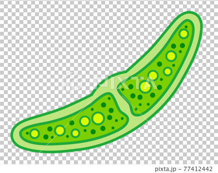 ミカヅキモのイラスト素材 ミカヅキモのイラスト素材 77412442