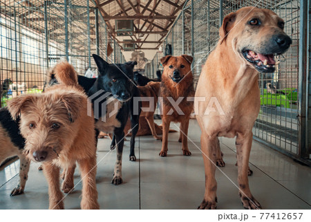 Unwanted and homeless dogs of different breeds in animal shelter. Looking and waiting for people to come adopt. Shelter for animals concept Unwanted and homeless dogs of different breeds in animal shelter. Looking and waiting for people to come adopt. Shelter for animals concept 77412657