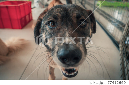 Sad dog in shelter waiting to be rescued and adopted to new home. Shelter for animals concept Sad dog in shelter waiting to be rescued and adopted to new home. Shelter for animals concept 77412660