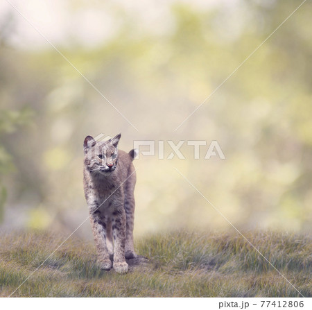 Bobcat Walking In The Grass 77412806