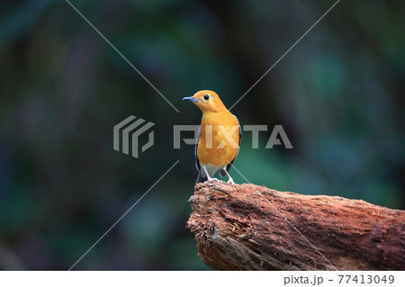 オレンジジツグミ 77413049