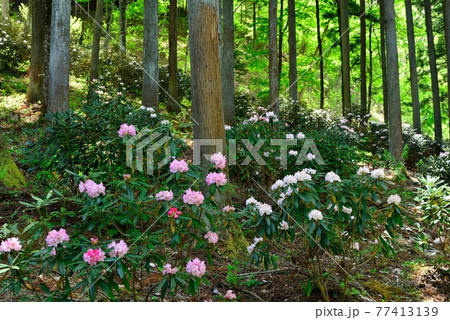 埼玉県小鹿野町尾ノ内渓谷のシャクナゲ　Rhododendron in Ogano 77413139