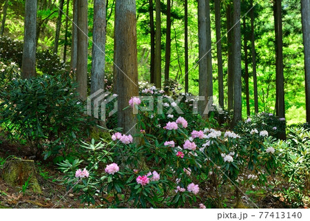 埼玉県小鹿野町尾ノ内渓谷のシャクナゲ　Rhododendron in Ogano 77413140