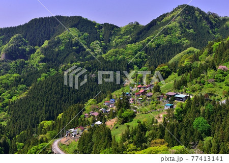 埼玉県小鹿野町尾ノ内渓谷のシャクナゲ　Rhododendron in Ogano 77413141