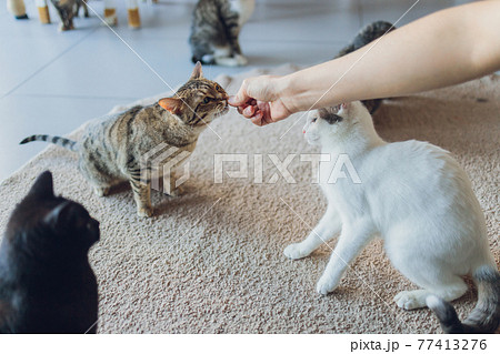 Domestic life with pet. Young man gives his cat meat snack. Domestic life with pet. Young man gives his cat meat snack. 77413276