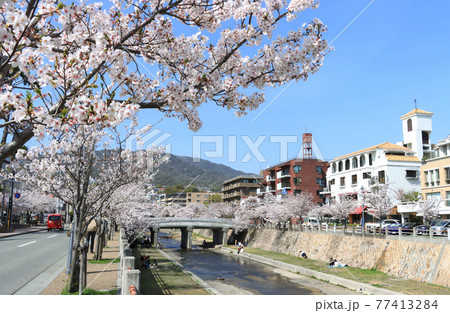 芦屋市 芦屋川の桜 芦屋市 芦屋川の桜 77413284