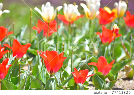 チューリップの花 チューリップの花 77413329