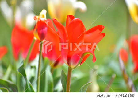 チューリップの花 77413369