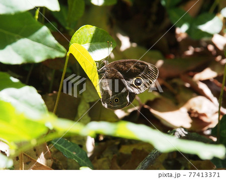 葉っぱで休むジャノメチョウ 77413371