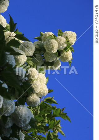 男 男性 男の子 77413476