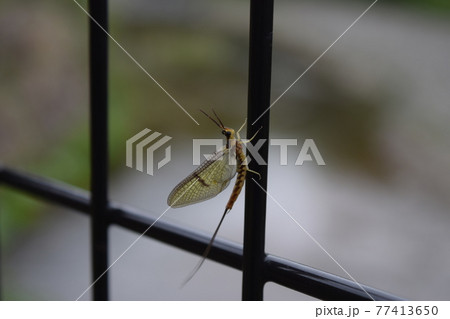 フタスジモンカゲロウ 77413650