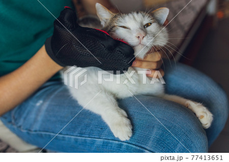 Man grooming cat with special gloves. Pet care. 77413651