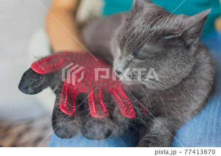 Man grooming cat with special gloves. Pet care. 77413670