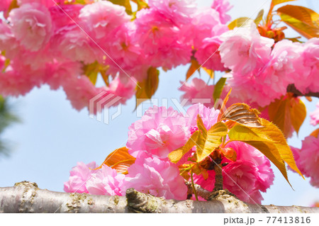 サトザクラの花 77413816