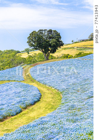 マザー牧場　満開のネモフィラの花畑 77413943