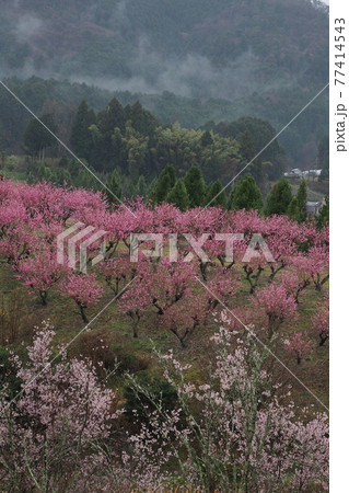 ヤマモモの花 77414543