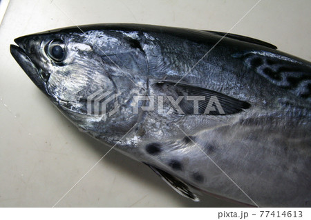 大変美味な海水魚のスマガツオの腹部の斑点を接写 大変美味な海水魚のスマガツオの腹部の斑点を接写 77414613