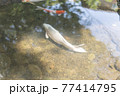 白色の鯉 77414795