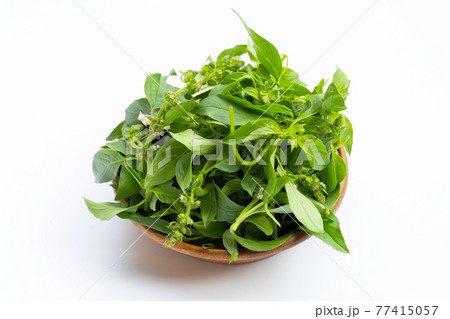 Hairy Basil in  wooden bowl on white 77415057