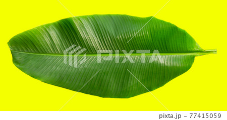 Tropical banana leaf on yellow background. 77415059