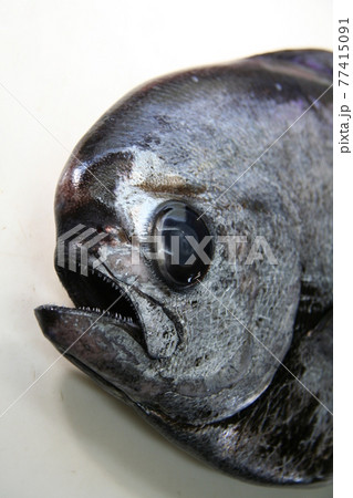深海魚 シマガツオ エチオピア の顔アップの写真素材