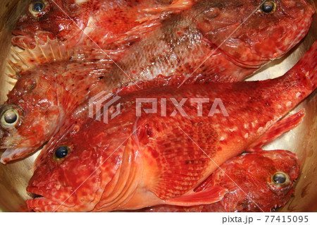 とてもおいしい白身の高級魚オニカサゴ他、赤いかさごの仲間たち。 77415095