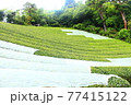 京都の山野　玉露の栽培風景 77415122