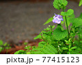 田舎の道沿いに生えるカキドオシの花 77415123