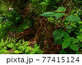 山野に自生するカラムシ 77415124