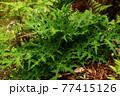 野生アザミの葉 77415126