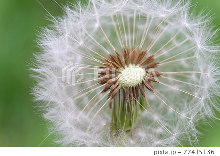たんぽぽの綿毛 たんぽぽの綿毛 77415136