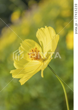 ピンクのコスモスと優しい陽射し ピンクのコスモスと優しい陽射し 77415239