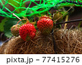 プランターで育てたイチゴの実 77415276